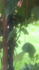 Grapevine, Sept 2013