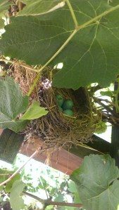 Momma Bird's blue eggs, 6-9-13