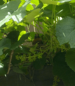 Momma Robin in her nest, 4th of July, 2014