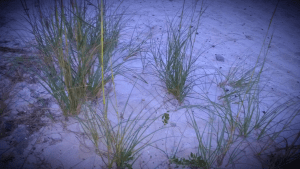 Pensacola beach, early morning